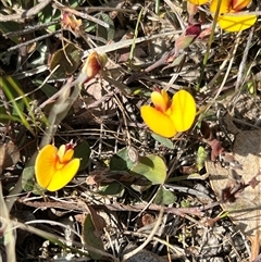 Bossiaea prostrata at Throsby, ACT - 23 Sep 2024 02:45 PM