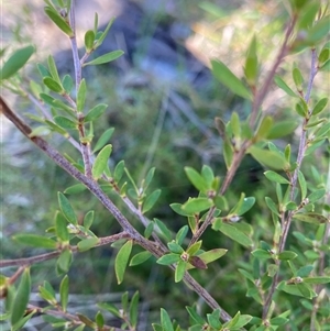 Leptospermum polygalifolium subsp. polygalifolium at Bruce, ACT - 23 Sep 2024