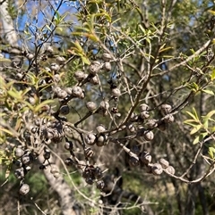 Leptospermum polygalifolium subsp. polygalifolium at Bruce, ACT - 23 Sep 2024