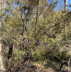 Leptospermum polygalifolium subsp. polygalifolium at Bruce, ACT - 23 Sep 2024