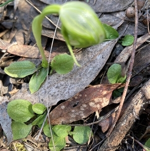 Pterostylis nutans at Acton, ACT - suppressed