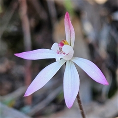 Caladenia fuscata (Dusky Fingers) at Yarralumla, ACT - 23 Sep 2024 by MatthewFrawley