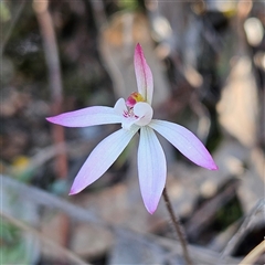 Caladenia fuscata at Yarralumla, ACT - 23 Sep 2024