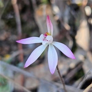 Caladenia fuscata at Yarralumla, ACT - 23 Sep 2024