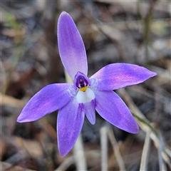 Glossodia major (Wax Lip Orchid) at Yarralumla, ACT - 23 Sep 2024 by MatthewFrawley