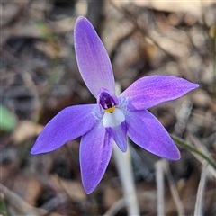 Glossodia major at Yarralumla, ACT - suppressed