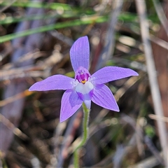 Glossodia major at Yarralumla, ACT - 23 Sep 2024