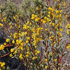 Acacia buxifolia subsp. buxifolia (Box-leaf Wattle) at Yarralumla, ACT - 23 Sep 2024 by MatthewFrawley