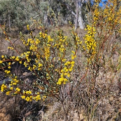 Acacia buxifolia subsp. buxifolia at Yarralumla, ACT - 23 Sep 2024 01:40 PM