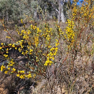 Acacia buxifolia subsp. buxifolia at Yarralumla, ACT - 23 Sep 2024