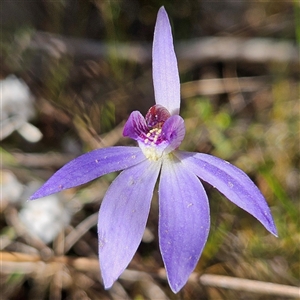 Cyanicula caerulea at Yarralumla, ACT - 23 Sep 2024