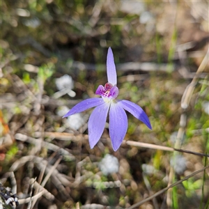 Cyanicula caerulea at Yarralumla, ACT - 23 Sep 2024