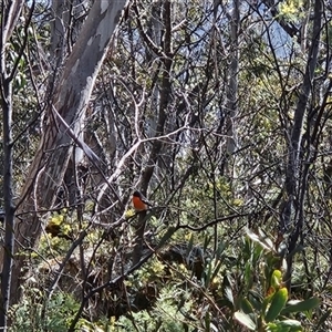 Petroica phoenicea at Cotter River, ACT - 23 Sep 2024