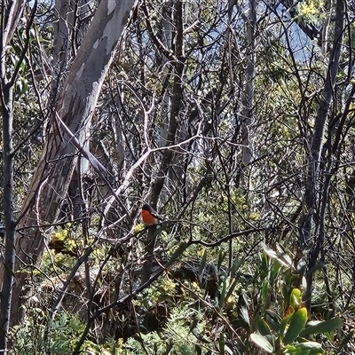 Petroica phoenicea (Flame Robin) at Cotter River, ACT - 23 Sep 2024 by BethanyDunne