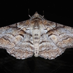 Gastrinodes bitaeniaria (Buff Bark Moth) at Ainslie, ACT - 22 Sep 2024 by jb2602