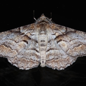 Gastrinodes bitaeniaria at Ainslie, ACT - 22 Sep 2024 10:24 PM