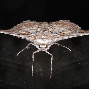 Gastrinodes bitaeniaria at Ainslie, ACT - 22 Sep 2024 10:24 PM