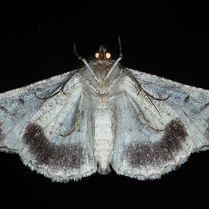 Gastrinodes bitaeniaria at Ainslie, ACT - 22 Sep 2024