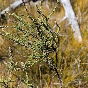 Olearia floribunda at Tennent, ACT - 23 Sep 2024