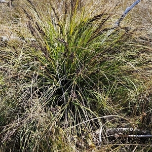 Gahnia subaequiglumis at Tennent, ACT - 23 Sep 2024 12:26 PM