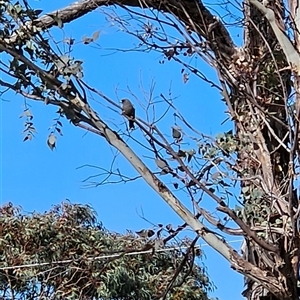 Artamus cyanopterus at Kambah, ACT - 23 Sep 2024