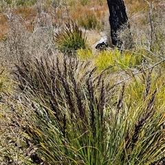 Gahnia subaequiglumis (Bog Saw-sedge) at Tennent, ACT - 23 Sep 2024 by BethanyDunne