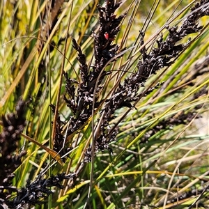 Gahnia subaequiglumis at Tennent, ACT - 23 Sep 2024 12:09 PM