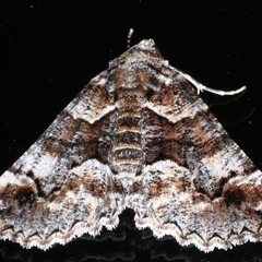 Gastrina cristaria (Wave-lined Geometrid) at Ainslie, ACT - 22 Sep 2024 by jb2602