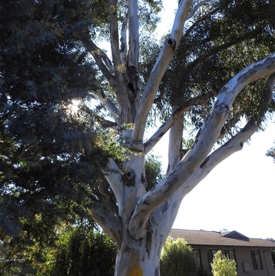 Eucalyptus (genus) (A Gum Tree) at Kambah, ACT - 23 Sep 2024 by HelenCross
