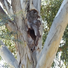 Eucalyptus sp. at Kambah, ACT - suppressed