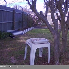 Gymnorhina tibicen (Australian Magpie) at North Albury, NSW - 14 Sep 2024 by Darcy