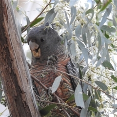 Callocephalon fimbriatum (Gang-gang Cockatoo) at Kambah, ACT - 23 Sep 2024 by HelenCross