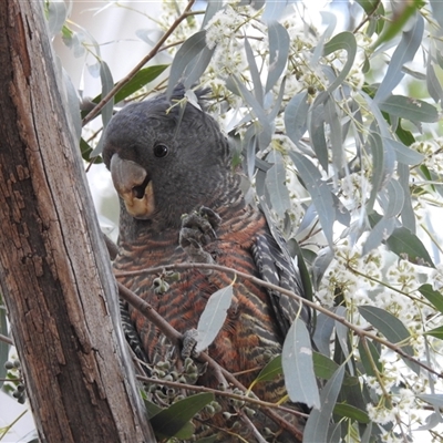 Callocephalon fimbriatum (Gang-gang Cockatoo) at Kambah, ACT - 23 Sep 2024 by HelenCross