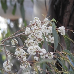 Eucalyptus elata (River Peppermint) at Kambah, ACT - 23 Sep 2024 by HelenCross