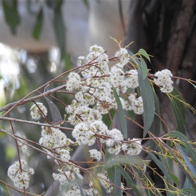 Eucalyptus elata (River Peppermint) at Kambah, ACT - 22 Sep 2024 by HelenCross