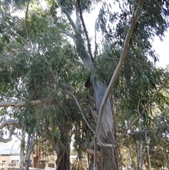 Eucalyptus elata at Kambah, ACT - 23 Sep 2024