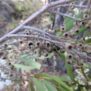 Eucalyptus elata at Kambah, ACT - 23 Sep 2024