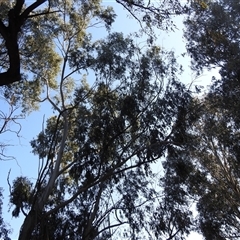 Eucalyptus elata at Kambah, ACT - 23 Sep 2024