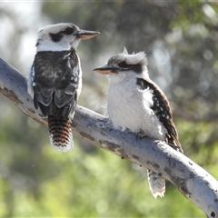 Dacelo novaeguineae (Laughing Kookaburra) at Kambah, ACT - 23 Sep 2024 by HelenCross