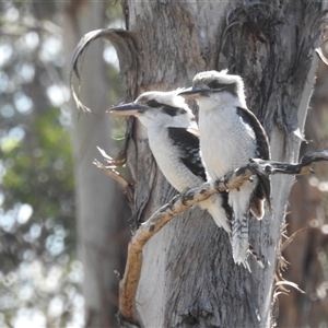 Dacelo novaeguineae at Kambah, ACT - 23 Sep 2024