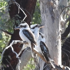 Dacelo novaeguineae at Kambah, ACT - 23 Sep 2024 01:51 PM