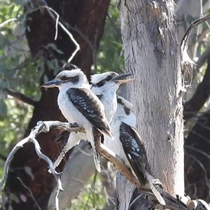 Dacelo novaeguineae at Kambah, ACT - 23 Sep 2024