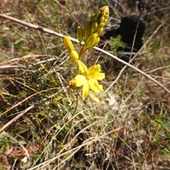 Bulbine bulbosa (Golden Lily, Bulbine Lily) at Kambah, ACT - 23 Sep 2024 by HelenCross