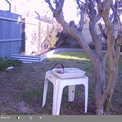 Anthochaera carunculata at North Albury, NSW - suppressed