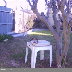 Anthochaera carunculata at North Albury, NSW - suppressed