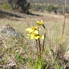 Diuris chryseopsis (Golden Moth) at Kambah, ACT - 23 Sep 2024 by HelenCross