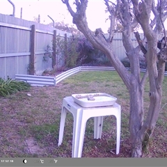 Turdus merula at North Albury, NSW - suppressed