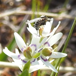 Geron sp. (genus) at Kambah, ACT - 23 Sep 2024 02:24 PM