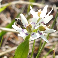 Geron sp. (genus) at Kambah, ACT - 23 Sep 2024 02:24 PM