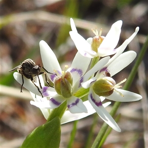 Geron sp. (genus) at Kambah, ACT - 23 Sep 2024 02:24 PM